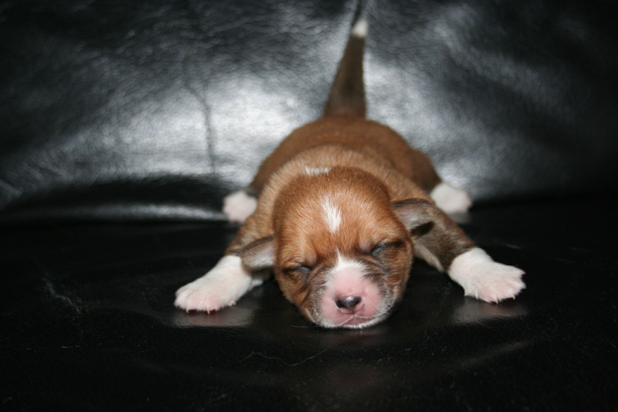 Puppies